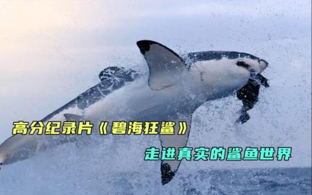 BBC科普纪录片《鲨鱼-碧海狂鲨》