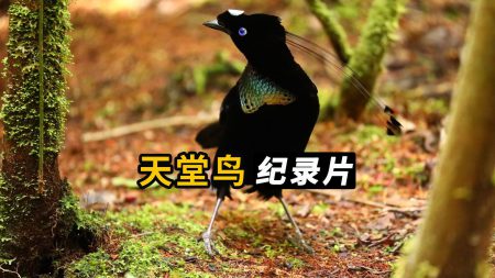 BBC科普纪录片《天堂鸟》